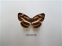 藏品(小環蛺蝶)的圖片